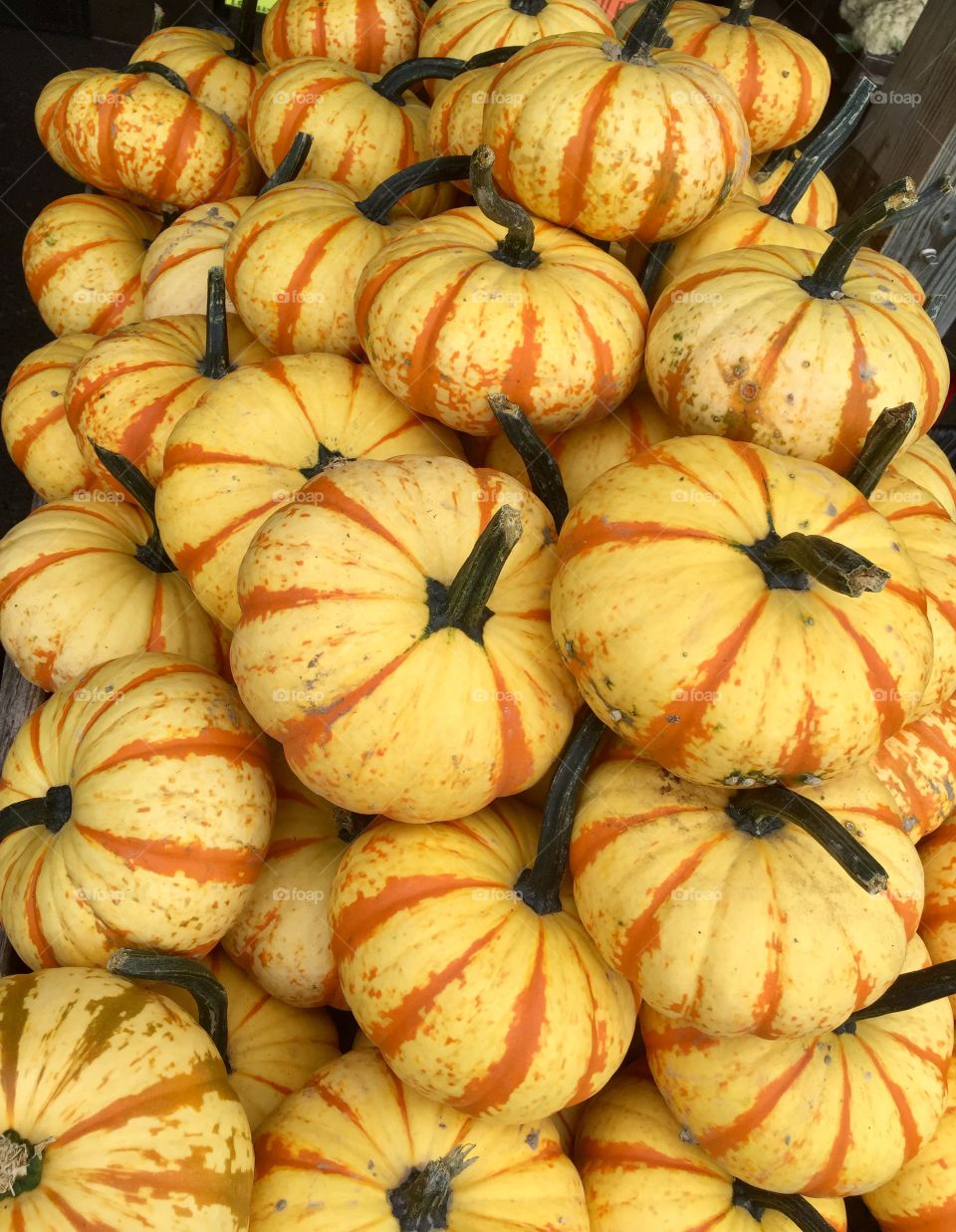 Yellow and Orange Pumpkins 