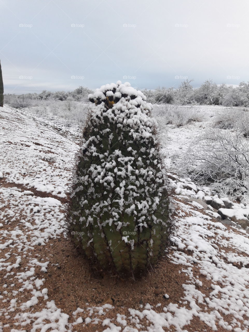 Cactus in the snow