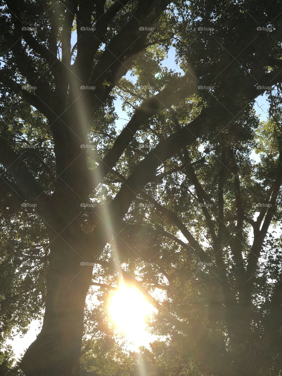 Tree with sunlight shining through