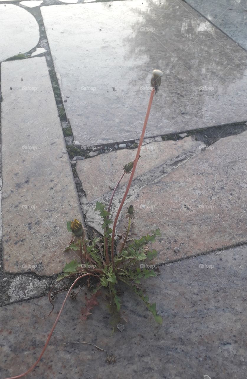 fadded dandelion on a stone terrace with reflection of trees