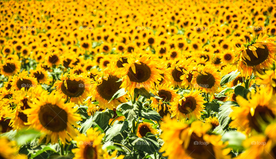 Sunflowers Plantation Blooming Field
