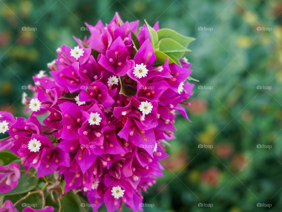 Portraits of plants 