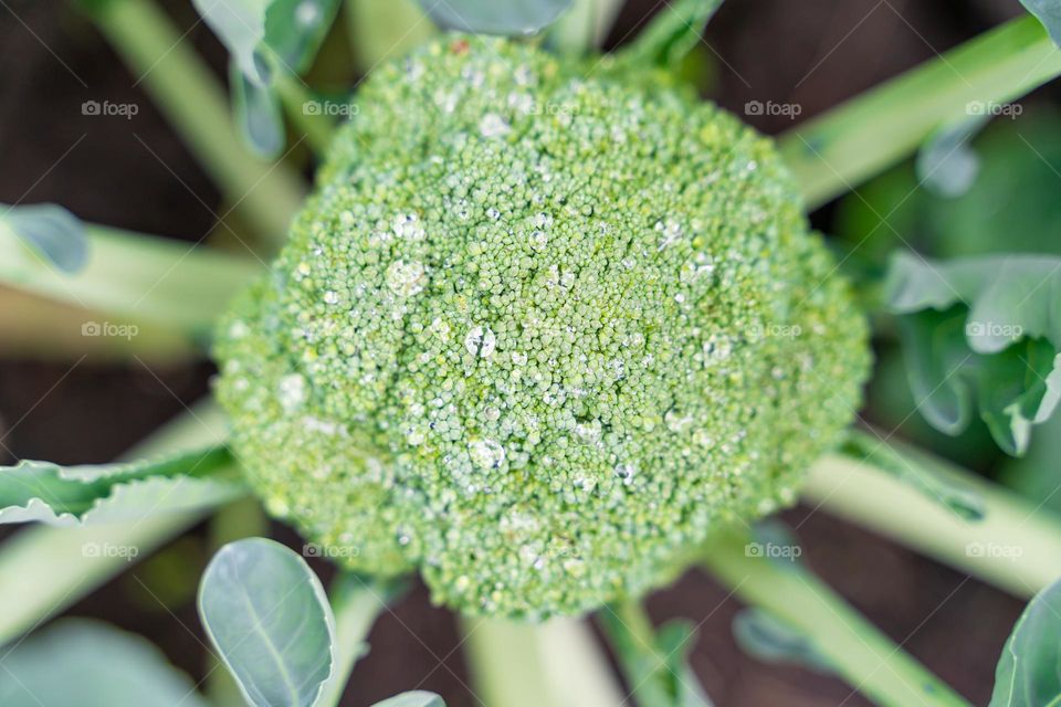 broccoli