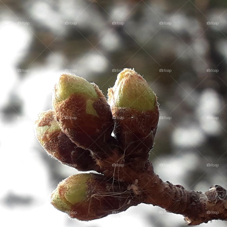 Blooming plant on the tree