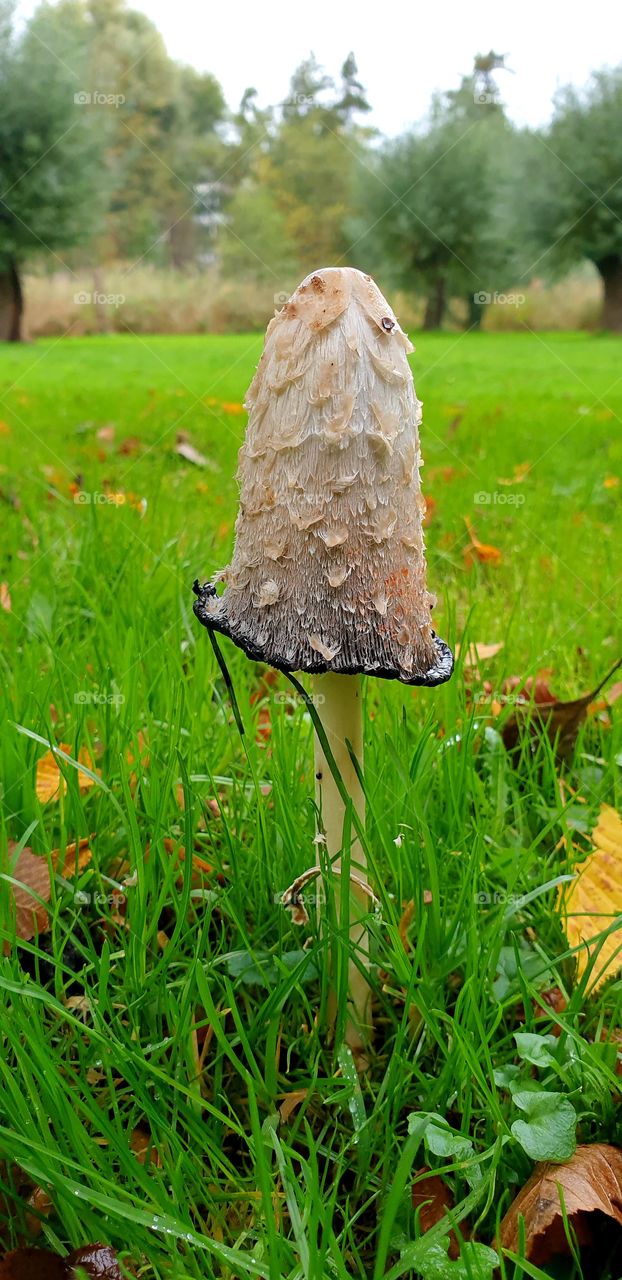 Very funny mushroom