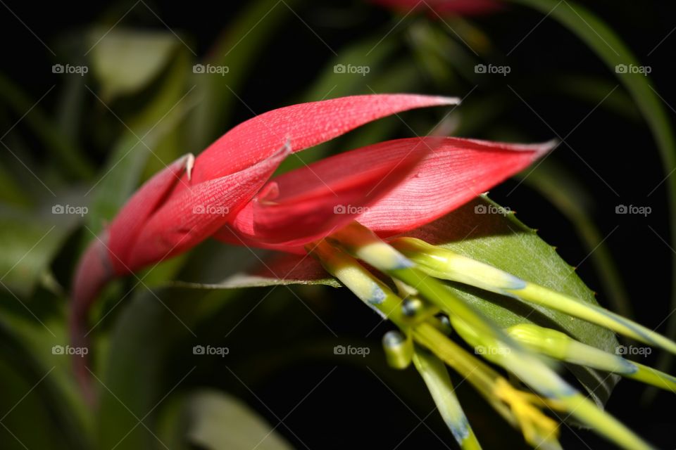 Flower, Nature, No Person, Flora, Leaf