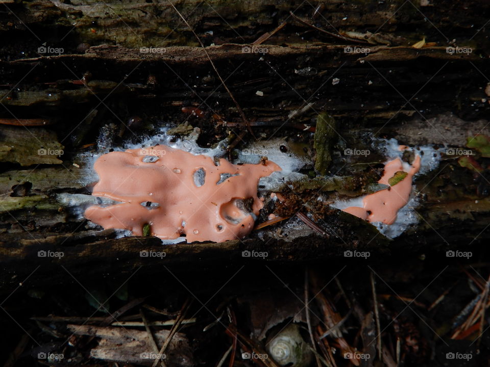 Pink jelly fungus