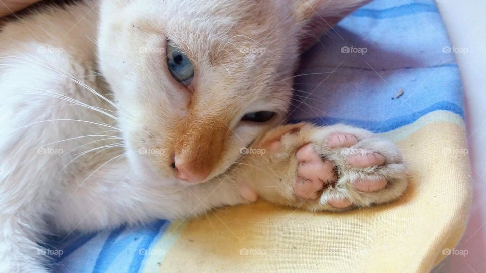 beautiful white cat with blue eyes very cute