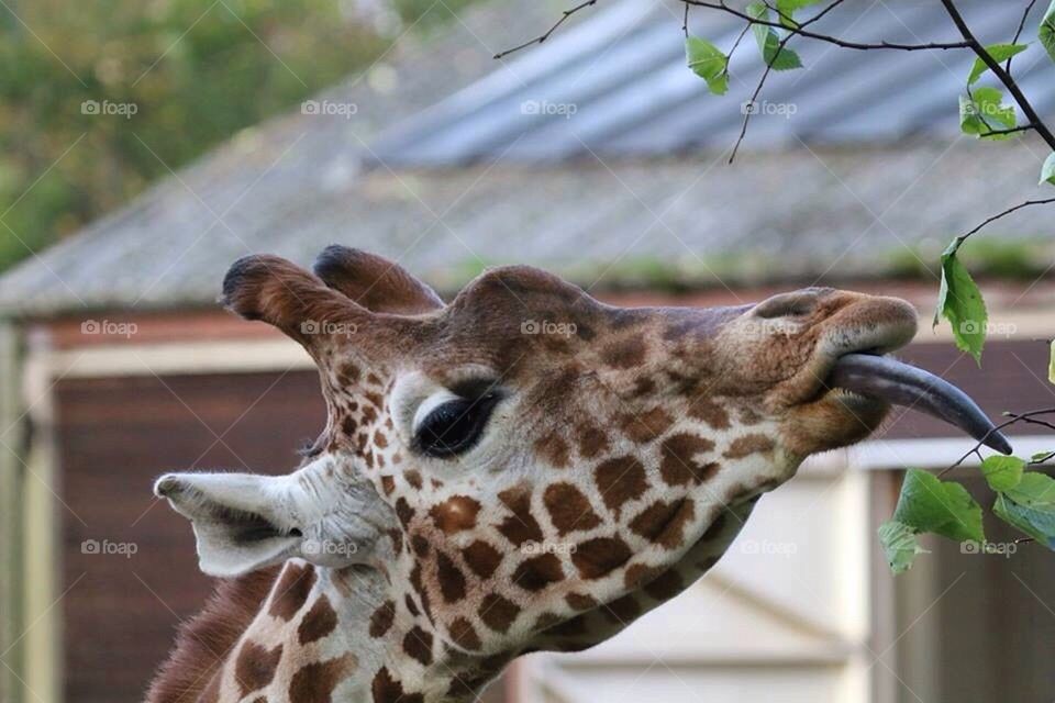 animal eating giraffe by mikeyh