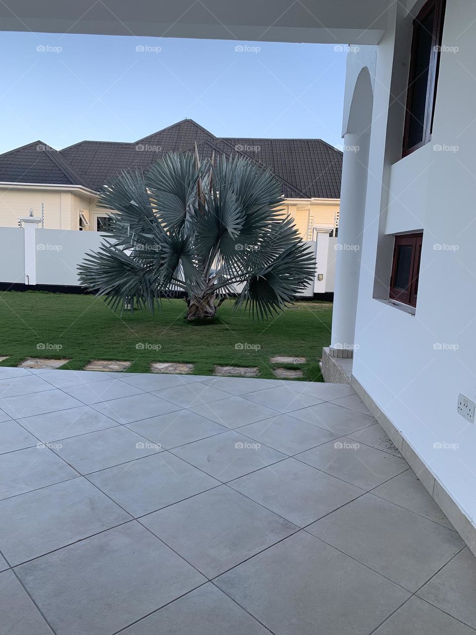 Low looks like palms trees 