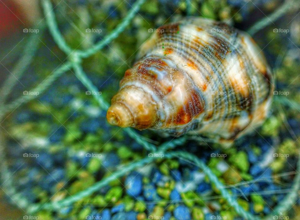 Snail on the net