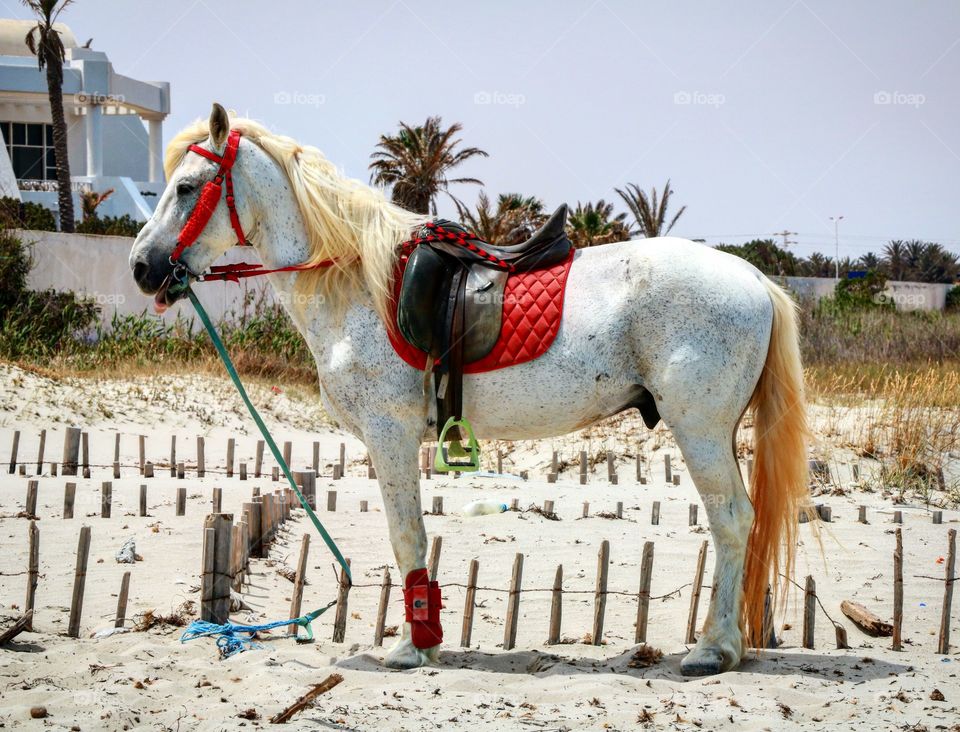 A white horse on the beach in Djerba, Tunisia