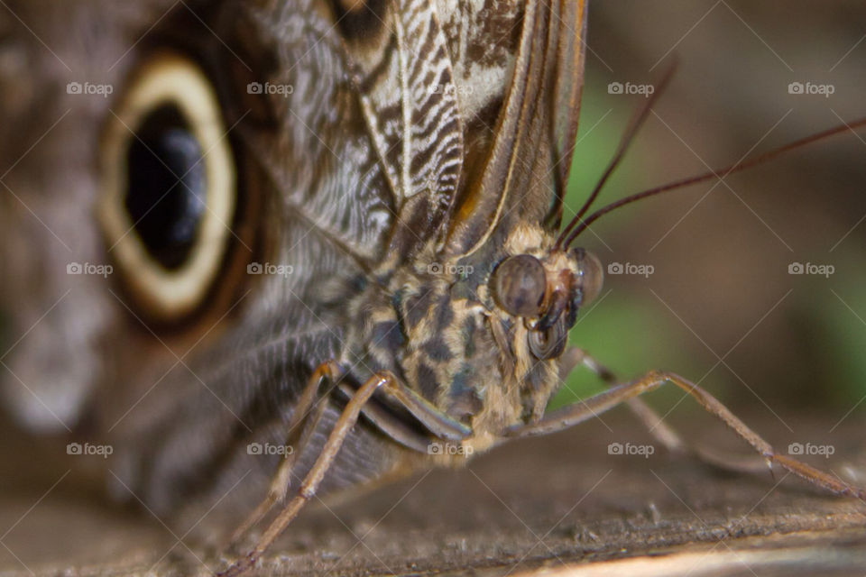macro butterfly eyes mariposa by skeenan