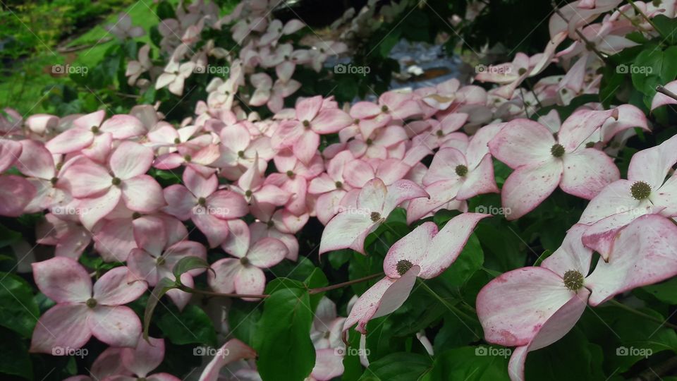 Land of the pink dogwood blossoms