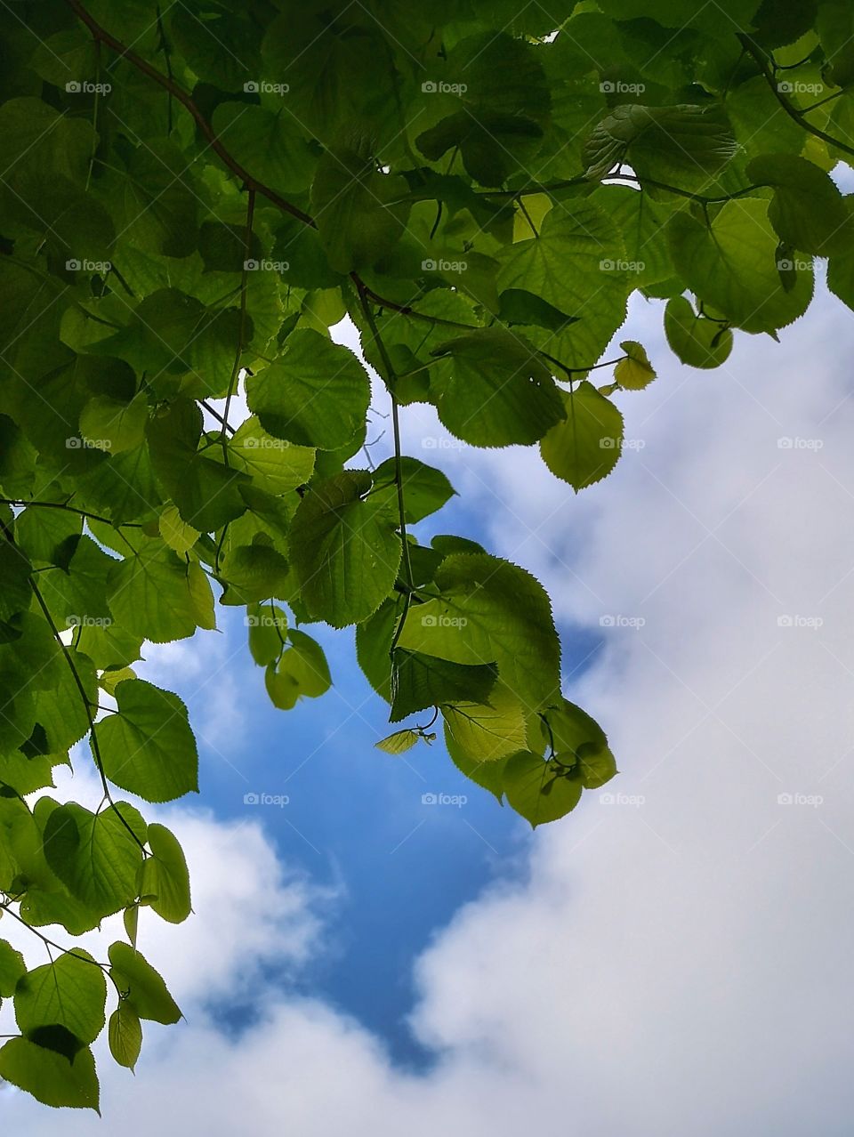 Bright green leaves against the sky