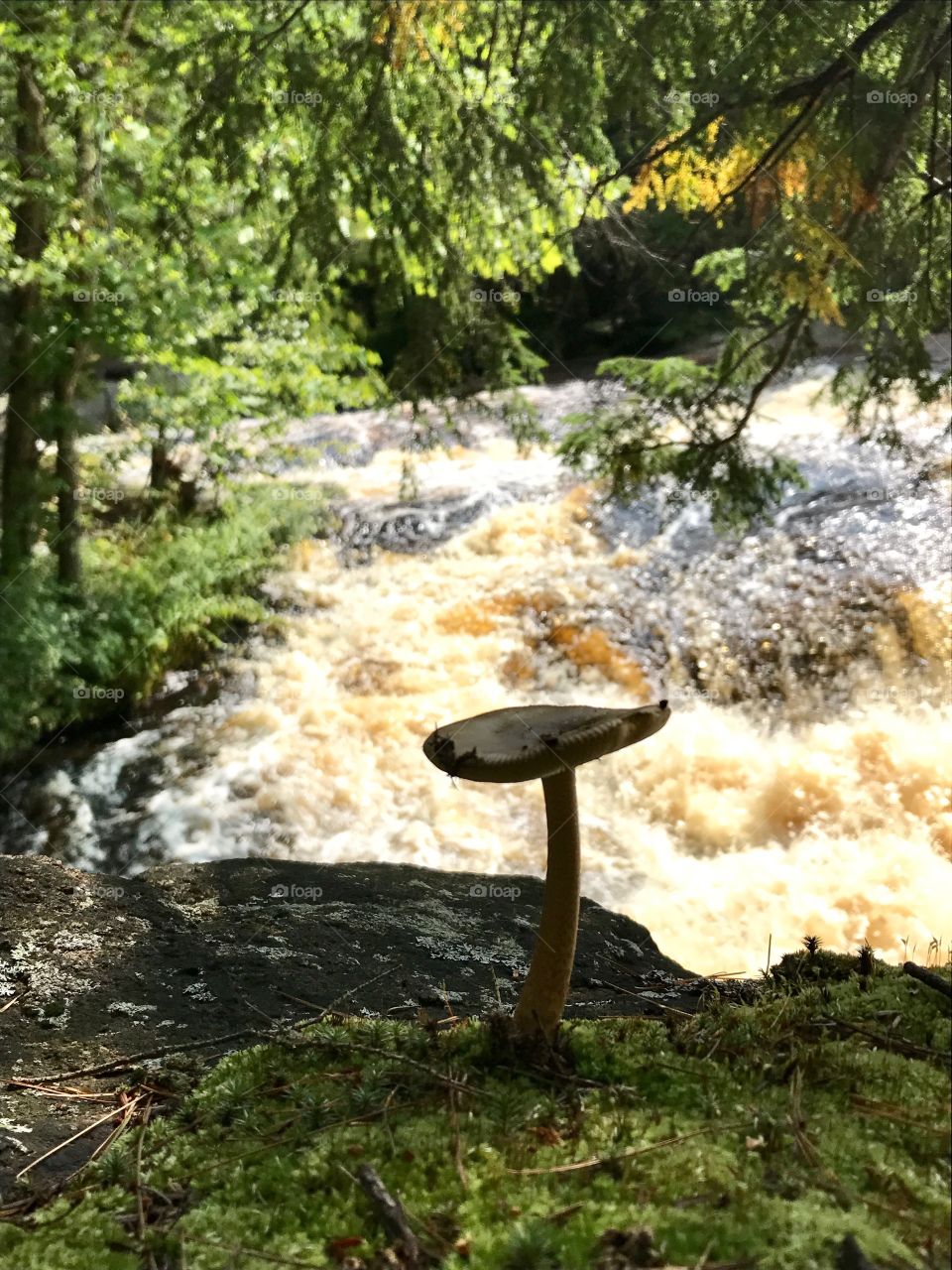 Mushroom and waterfalls