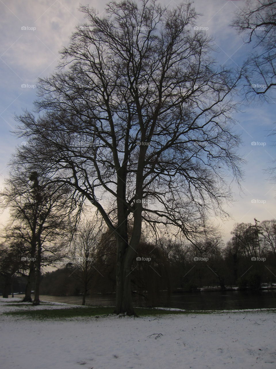 Trees In The Snow