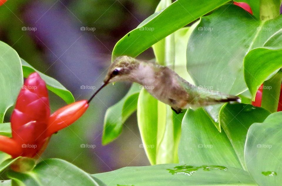 Hummingbird drinking nectar