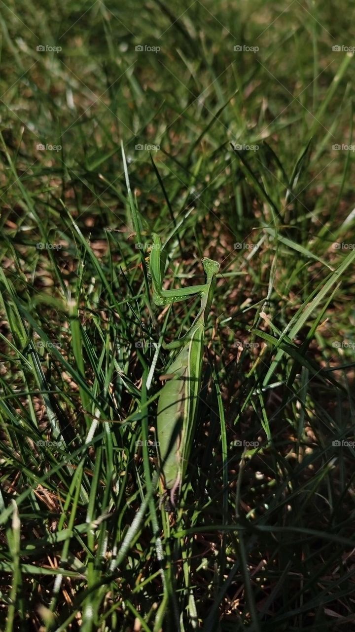 Macro photo of praying mantis in the garden