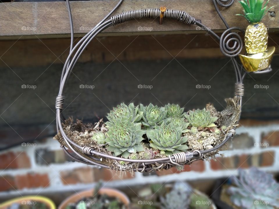 a basket of tiny plant 😍 need to buy more basket😂