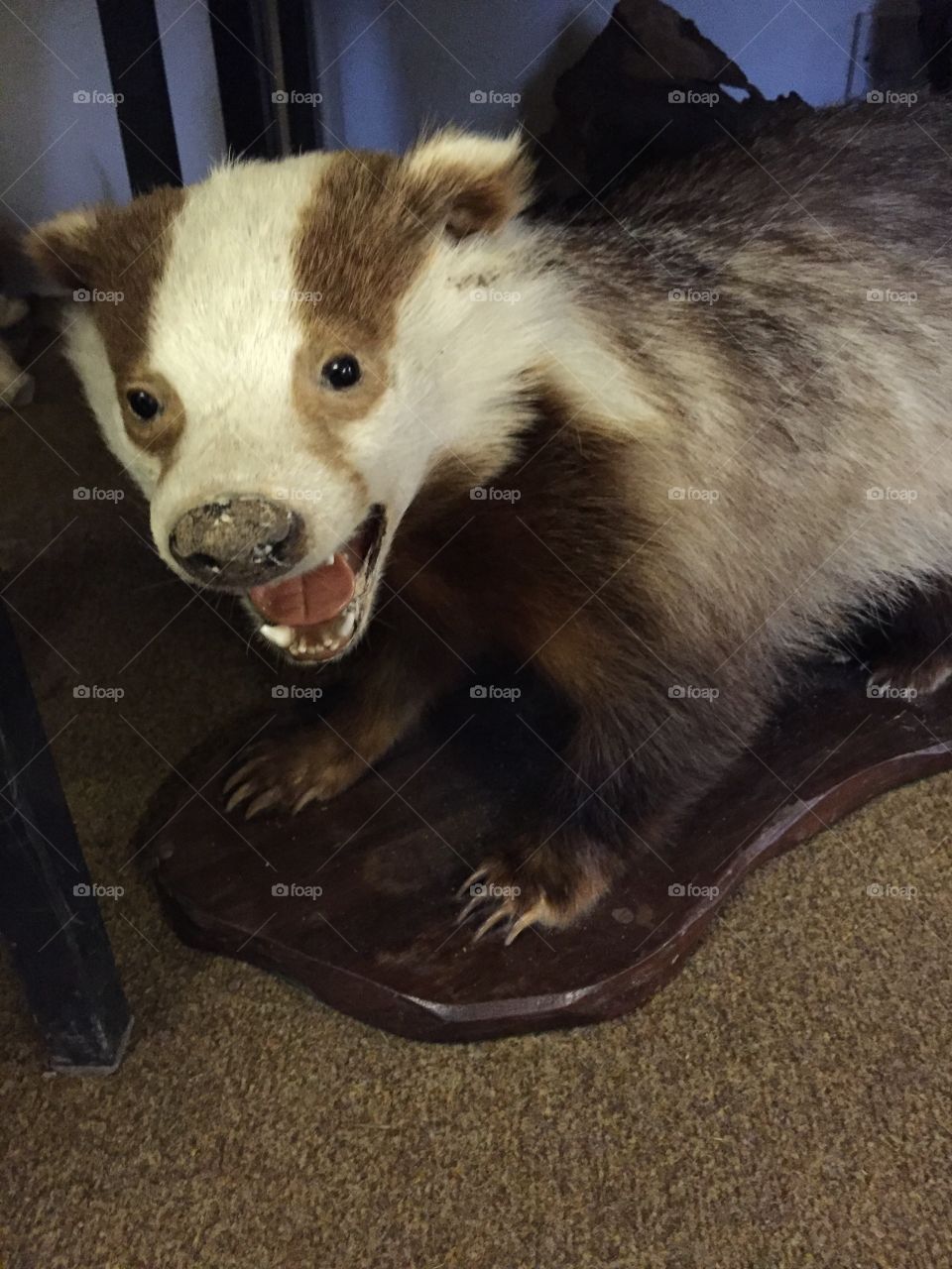 Taxidermy badger 