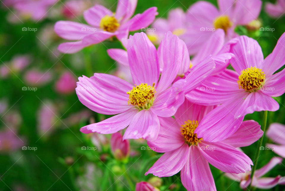 Beautiful pink flower blooming close up for background.