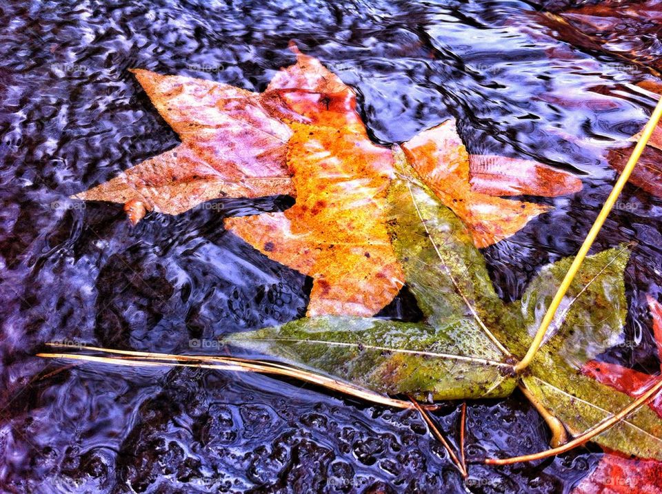 Fall leaves in River 