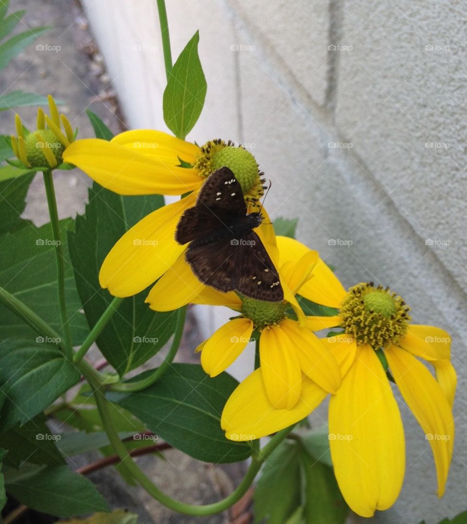 Butterfly and flower