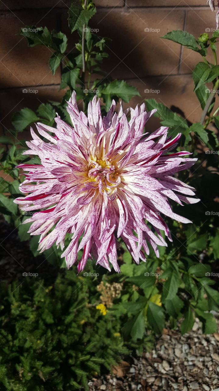 Purple Dahlia in a garden