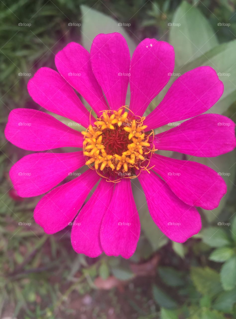 🌼#Flores do nosso #jardim, para alegrar e embelezar nosso dia!
#Jardinagem é nosso #hobby.
🌹
#flor #flowers #fower #pétalas #garden #natureza #nature #flora