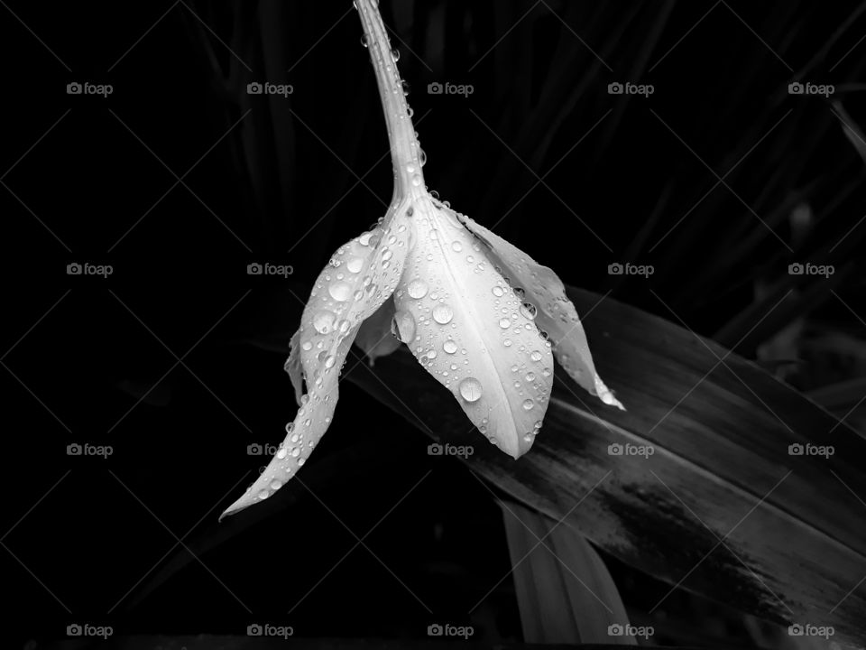 A black and white shot of Gladiolus flower in the rain, the tiny droplets are certainly adding to the beauty of the shot.