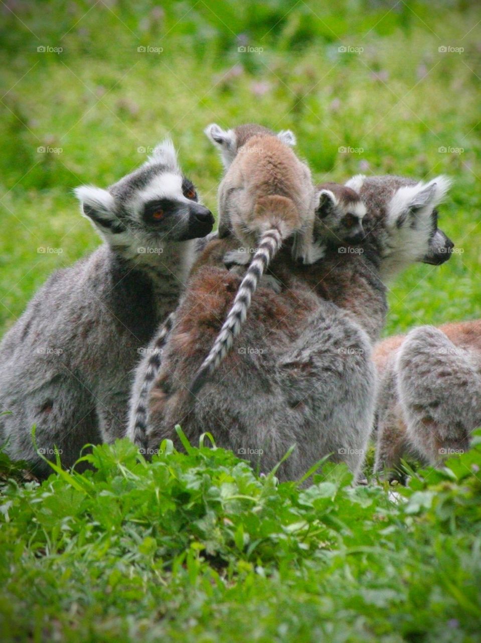 Cute and loving lemur family! And nie I have a riddle for you: how many animals do you see in this picture?