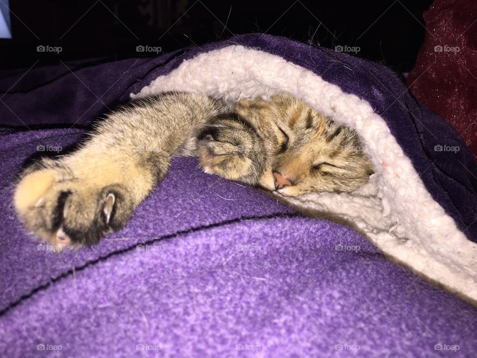 Sparta is once again asleep in her favorite blanket.