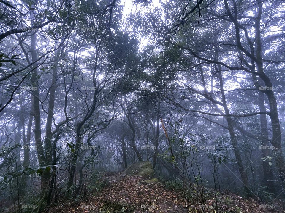 fog and forest