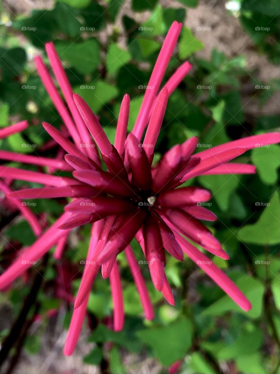 Top view of the red honeysuckle flower (I think!) growing out here against the fence line. 