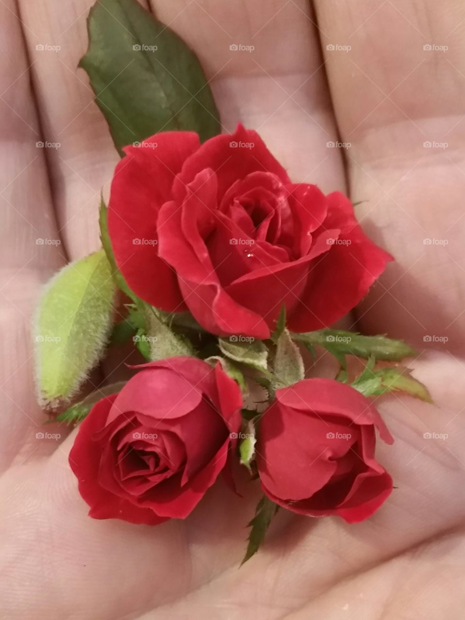 tiny roses