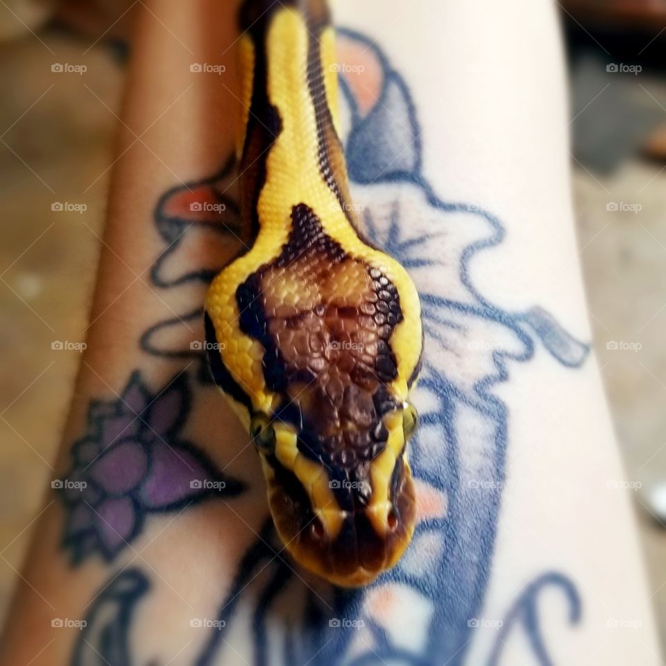 Loki the snake