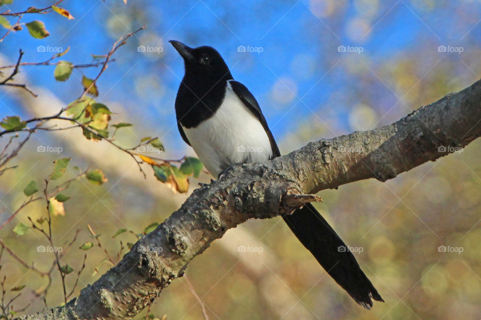 Black billed magpie on branch