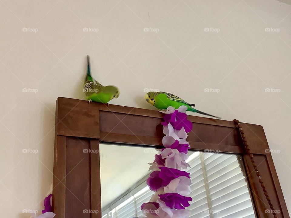 Playful birds on the mirror 