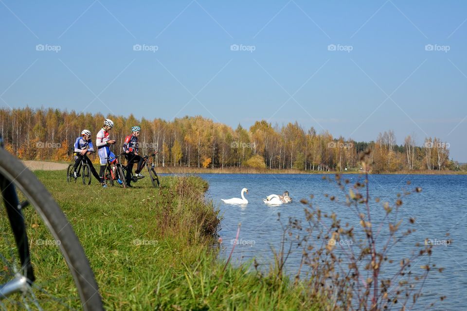 people riding on a bikes and birds swans on a lake beautiful landscape autumn time