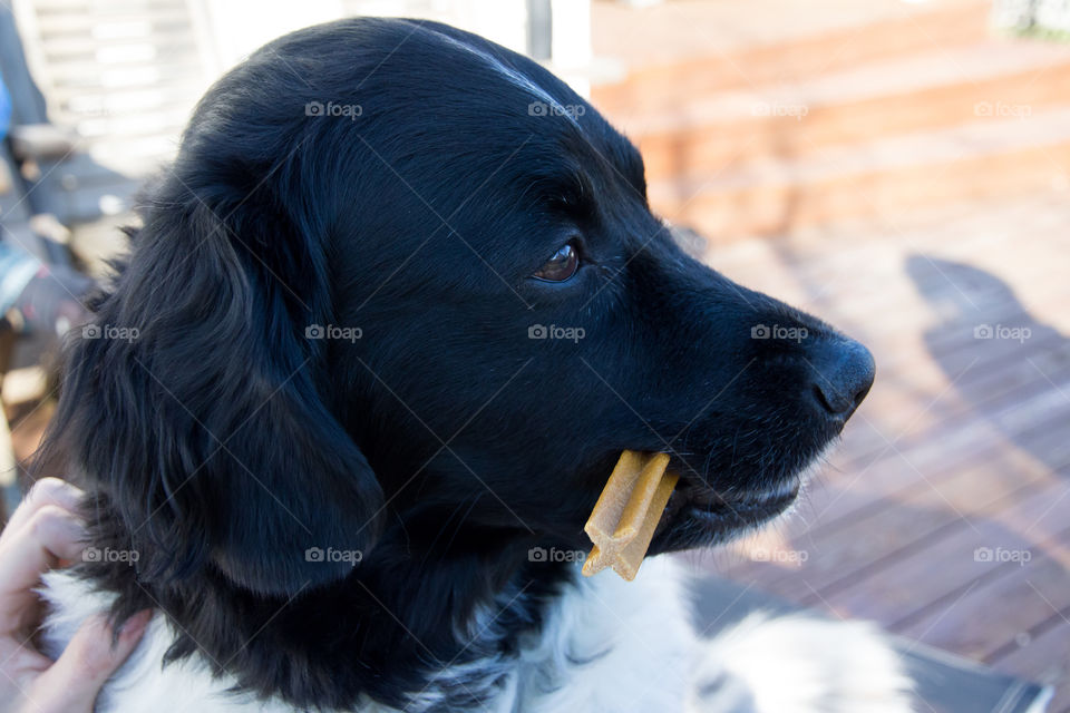 Satisfied dog with his chew treat 
