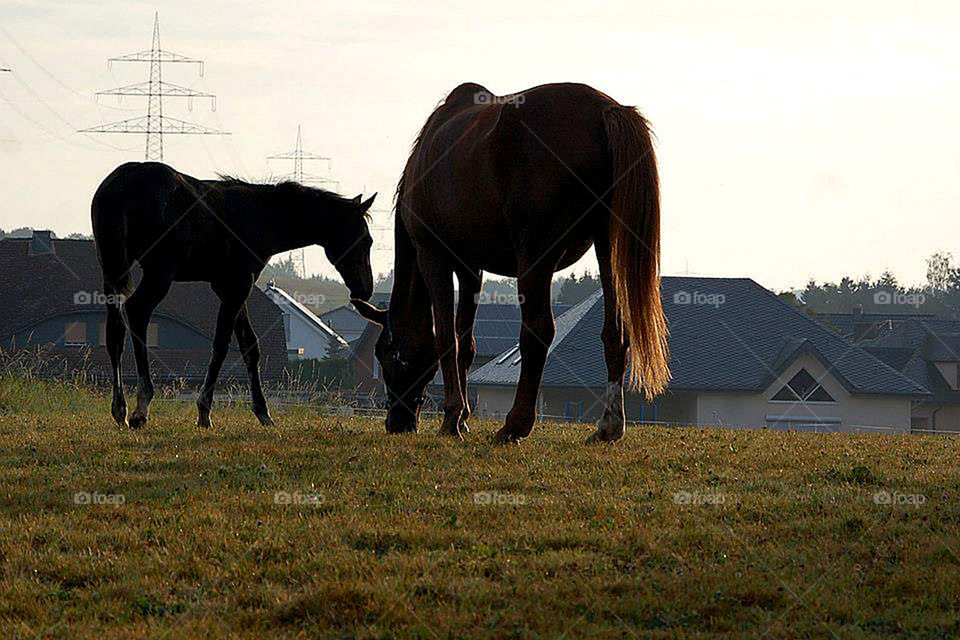 Colt and mare