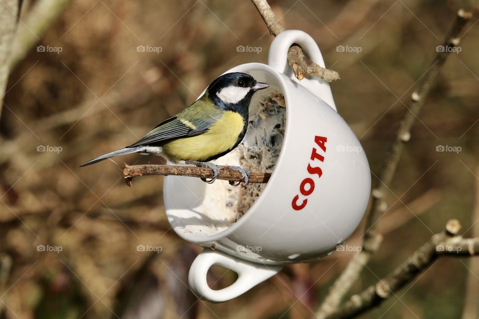 Great Tit - a cold day so it's time for costa 😂
