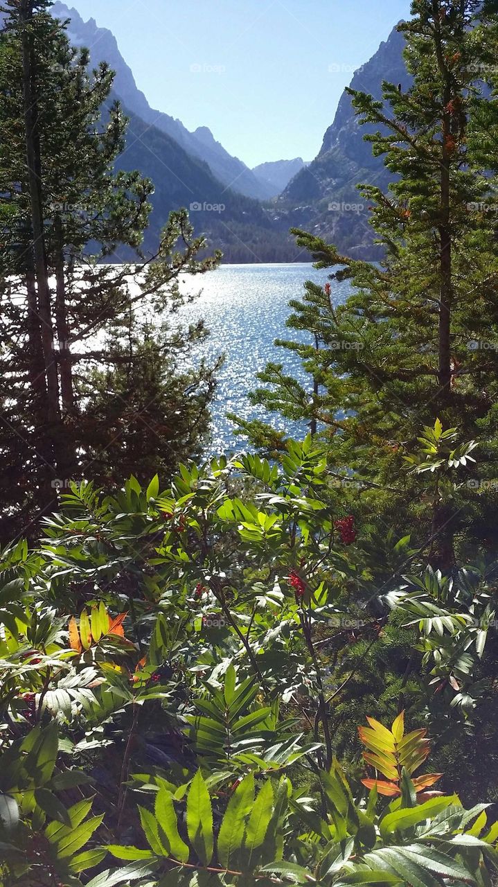 Jenny Lake