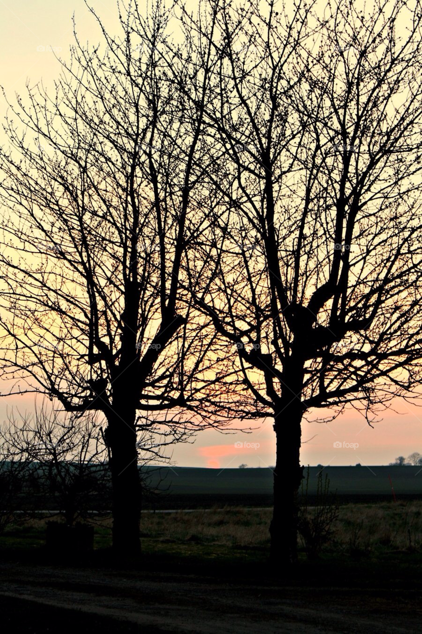 yellow red tree home by MissMartaa