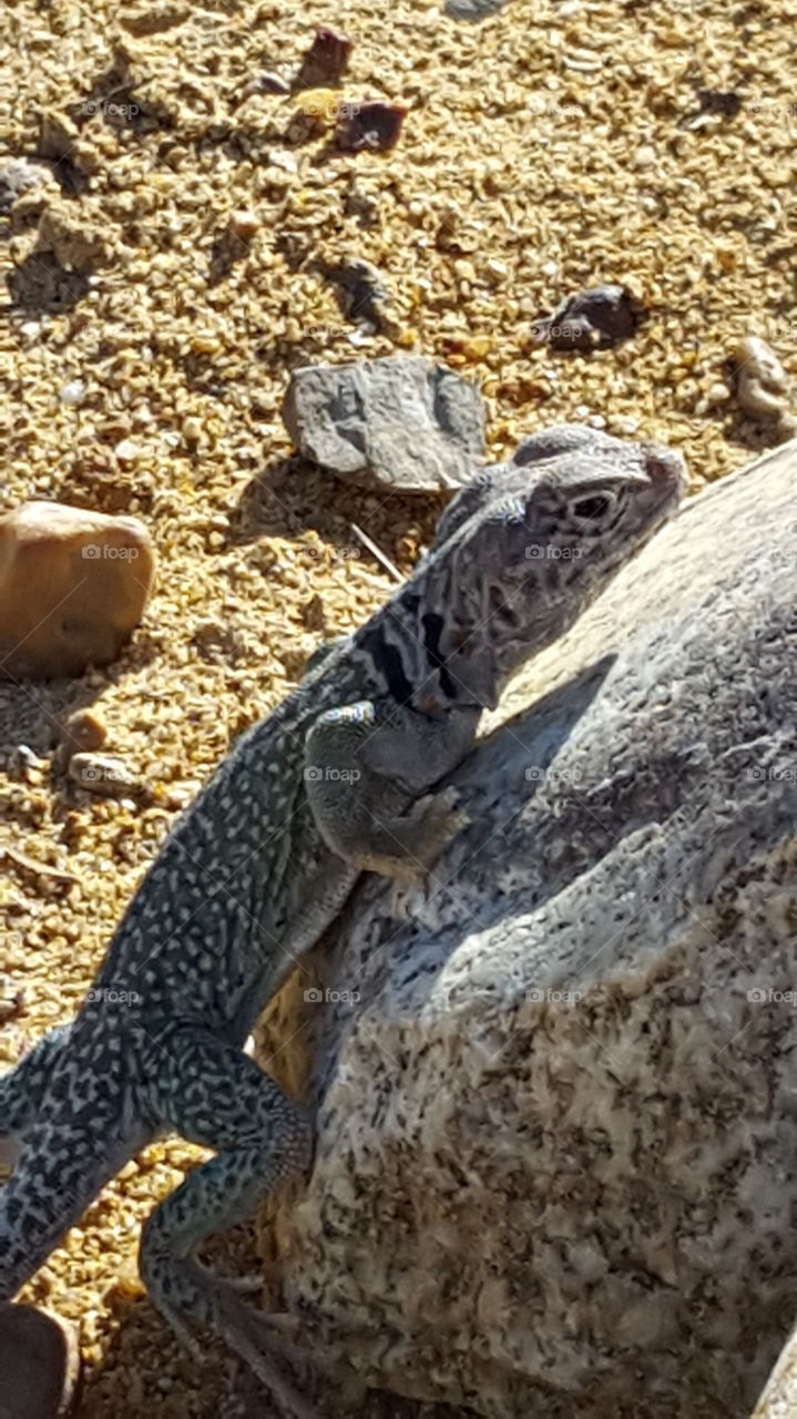lizard sunning