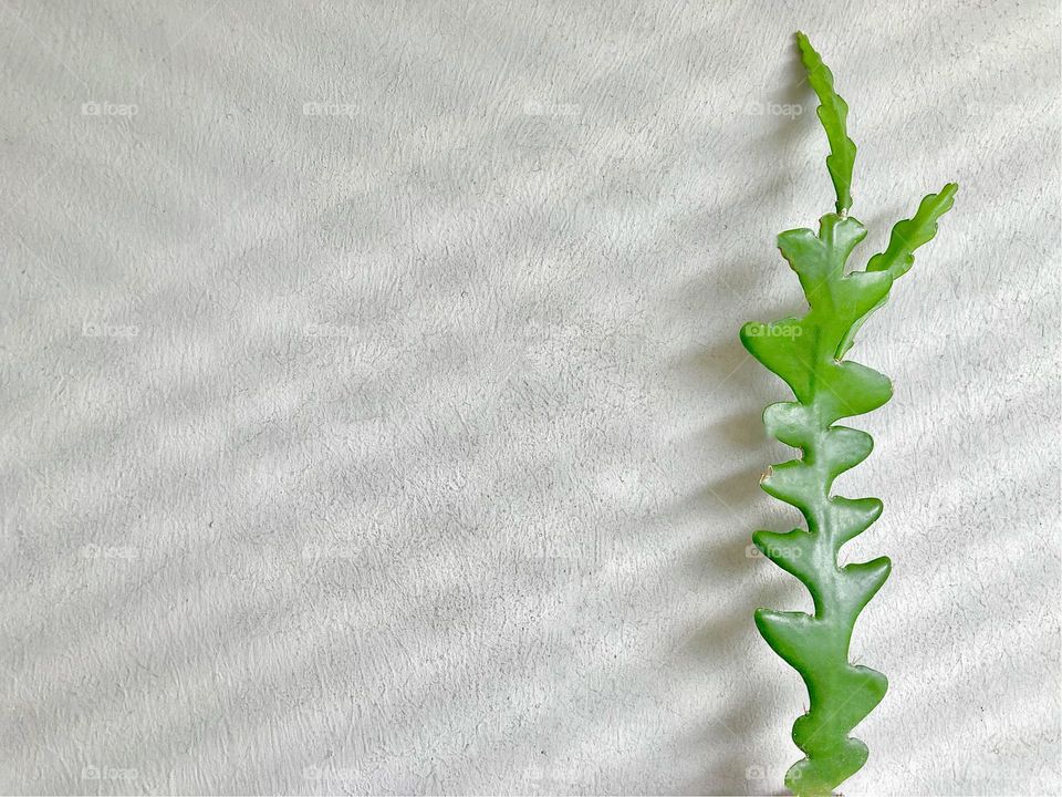 Backgrounds, copy space, shadows,  fish bone cactus / zigzag cactus (Epiphyllum anguliger)