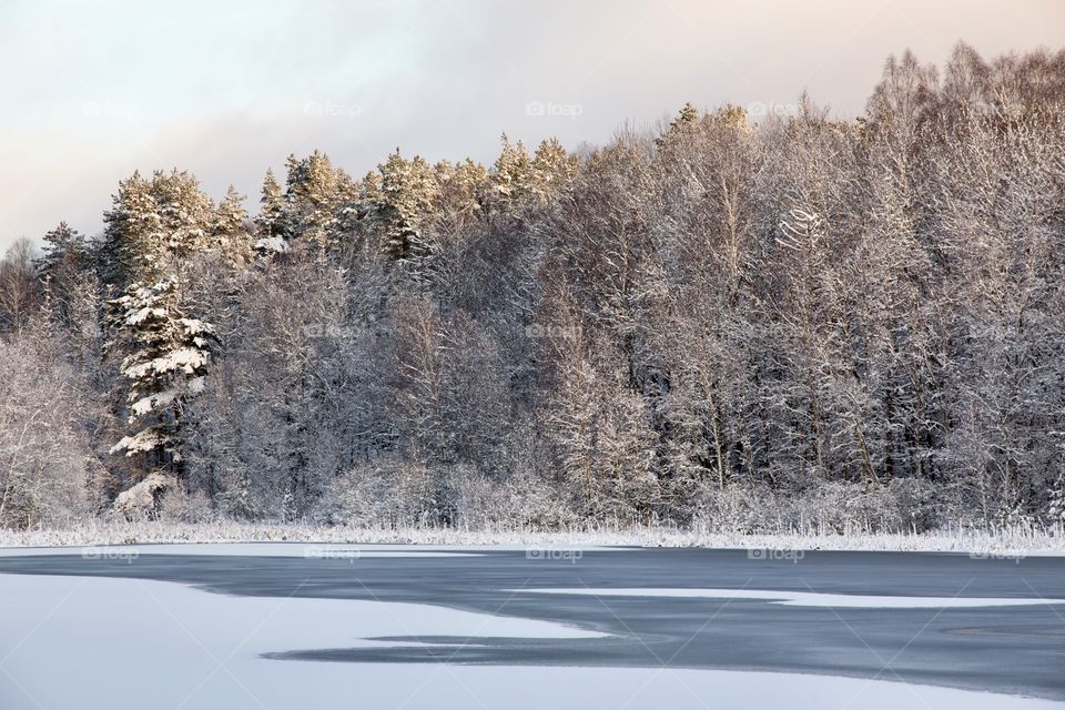 snowy forest and lake in a beautiful winter day in Sweden  - vinterlandskap , skog och sjö en fin vinterdag i Sverige 