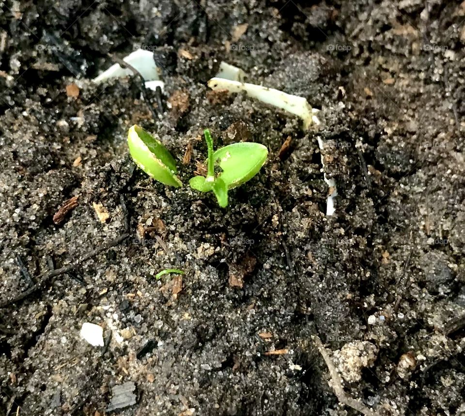 haiti lemon seed germinating in the pot