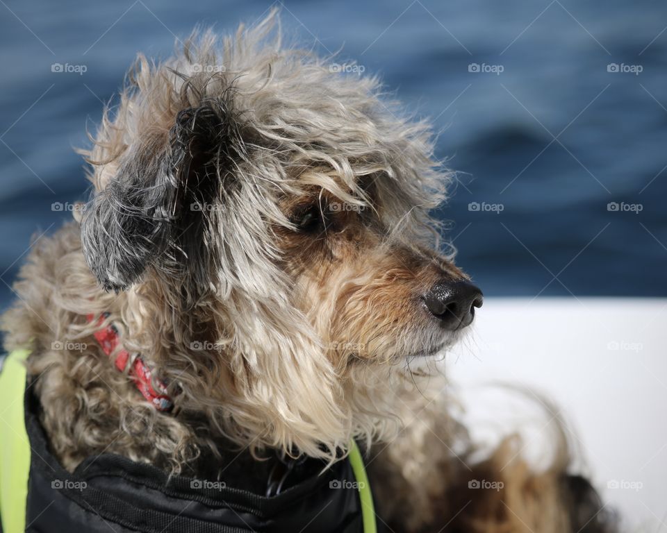 A puppy with a life vest sits in a ski boat on a warm summer day. The background is a beautiful lake blue.